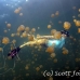 jellyfish_mastgias_jl_h_0115_pal3291.jpg